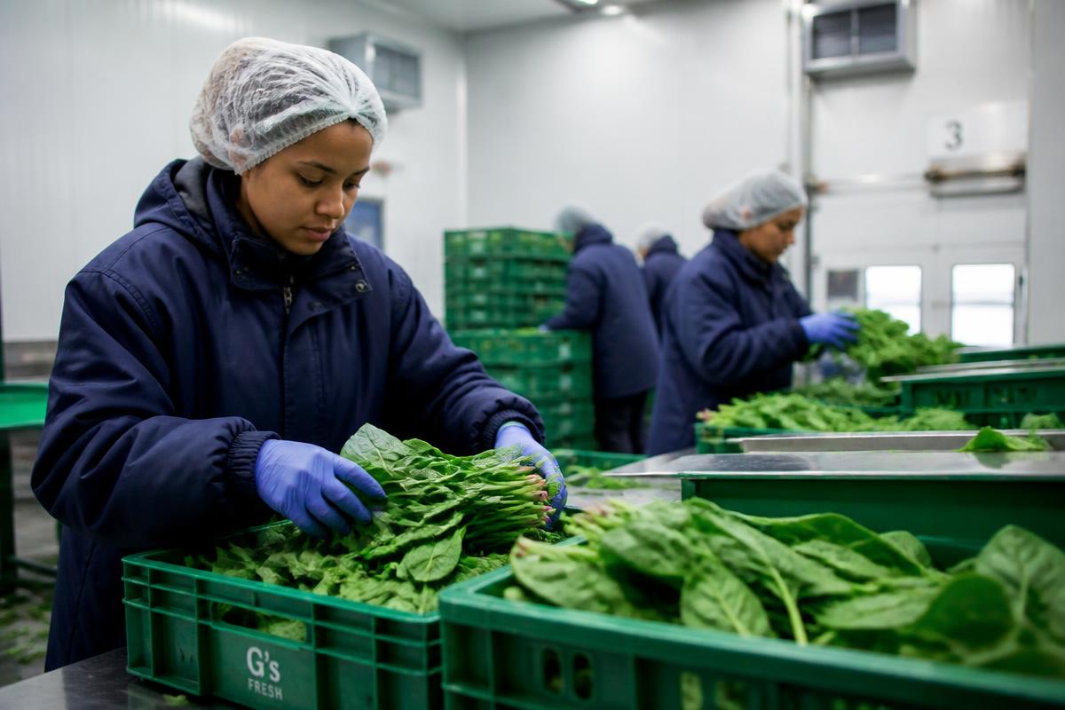 Workers grading fresh produce inside a modern cold storage packhouse